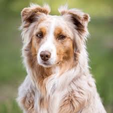 Mini and Red Merle Australian Shepherd Dogs Complete Care Guide