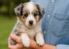Mini and Red Merle Australian Shepherd Dogs Complete Care Guide