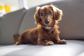 Dachshund Dogs: Description and Complete Care Guide