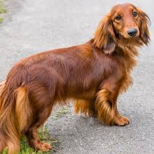 Dachshund Dogs: Description and Complete Care Guide