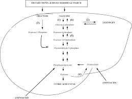 Classification, Functions, and Formation Plants and Animals Carbohydrates and Proteins