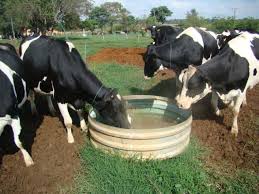 Uses and Importance of Fats, Vitamins, Minerals and Water in Animal Feeds