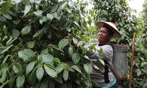 Organic Gardening Guide for Peppers and Squashes