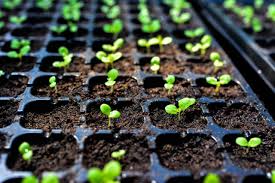 Guide to Establishing and Managing Seedling Nurseries