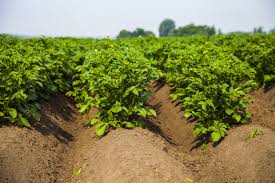 Pest and Disease Management Guide