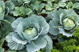 Growing Brassica Vegetables: A Comprehensive Guide