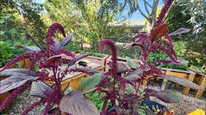 Growing Amaranth: A Comprehensive Guide