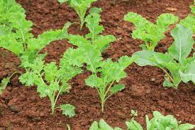 Growing Kale: A Comprehensive Guide