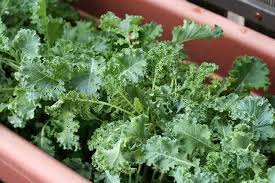 Growing Kale: A Comprehensive Guide