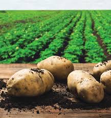 Potato Cultivation Guide