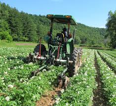 Weed Control in Potato Production