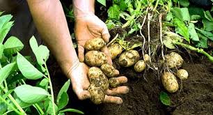 Weed Control in Potato Production