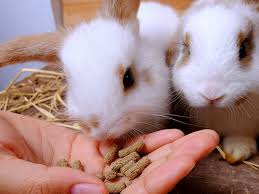 Recommandé d'Alimentation Modèle pour Lapin Kits