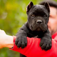 Cane Corso Puppies: Description and Complete Care Guide