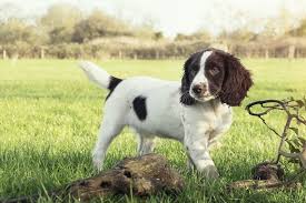 Springer Spaniel Dogs: Description and Complete Care Guide