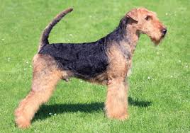 Airedale Dogs: Description and Complete Care Guide