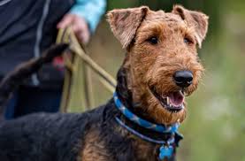Airedale Dogs: Description and Complete Care Guide