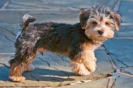 Morkie Dogs: Description and Complete Care Guide