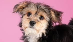 Morkie Dogs: Description and Complete Care Guide