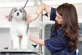 Dogs Grooming Practices Complete Guide
