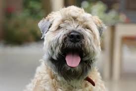 Wheaten Terrier Dogs: Description and Complete Care Guide