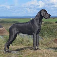 Great Dane Dogs: Description and Complete Care Guide