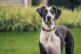 Great Dane Dogs: Description and Complete Care Guide