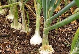 Vegetable Gardening Guide