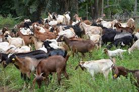Commercial Goat Farming Guide