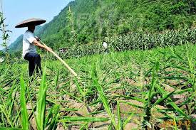 Advantages of Continuous Cropping as a Type of Cropping System ...