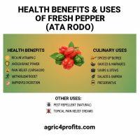 Health Benefits and Uses of Fresh Pepper (Ata Rodo) - Agric4Profits