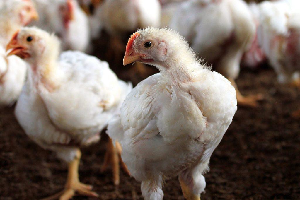 Broiler Growth Management