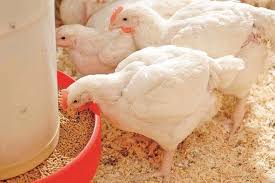 Broiler Growth Management