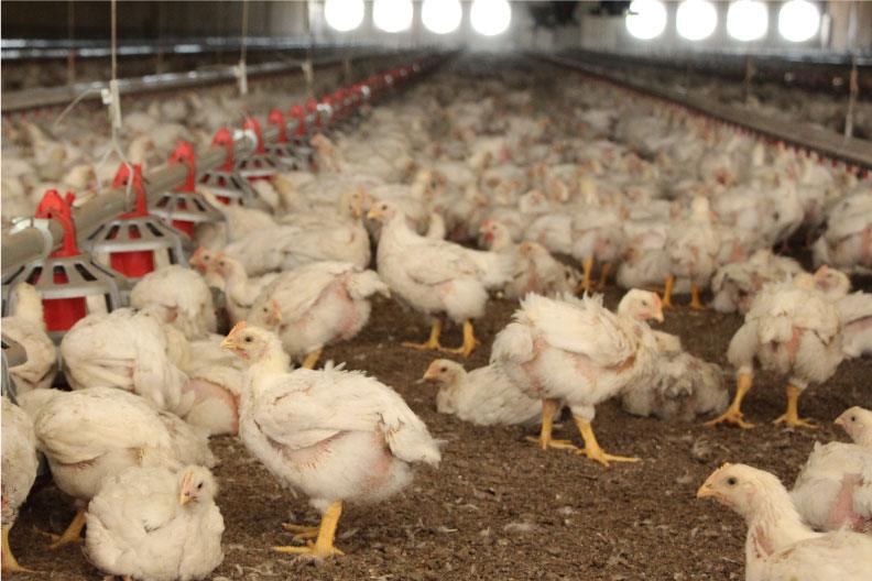 Broiler Growth Management
