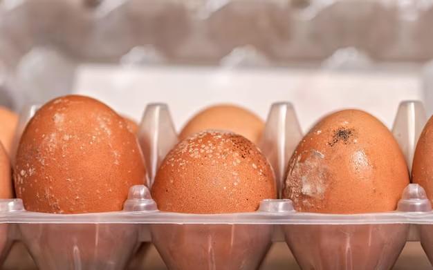 La Contamination et la Détérioration des Œufs et des Produits à base d'Œufs
