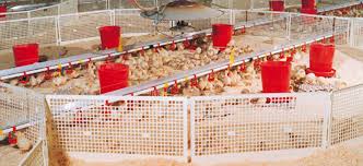 Broiler Farm Management Guide: Setup, Equipment, and Flock Performance ...