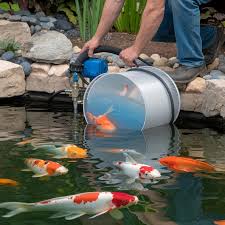 Fish Pond Management for Optimal Production: A Complete Guide ...