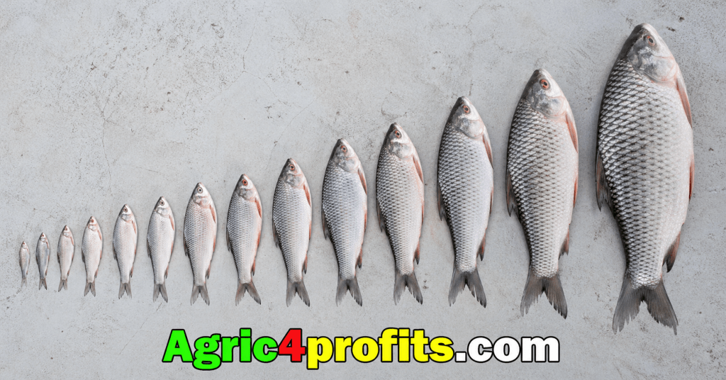 Definition and Forms of Fish Growth - Agric4Profits