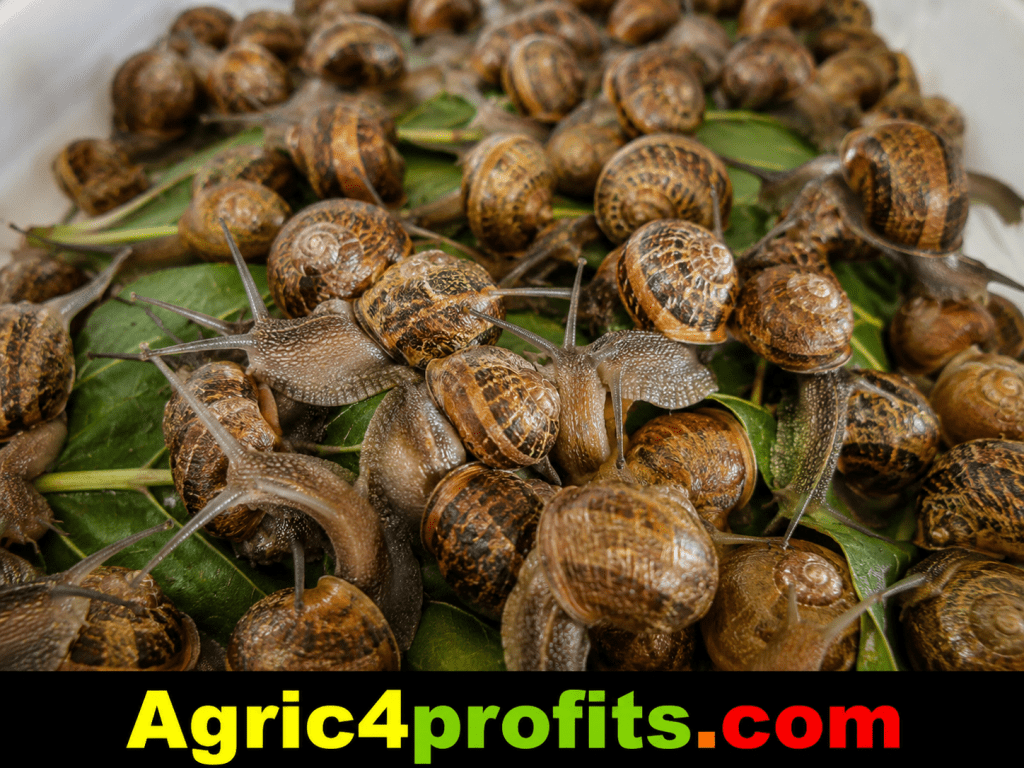 Le Sourcing, la Sélection et le Stockage des Escargots