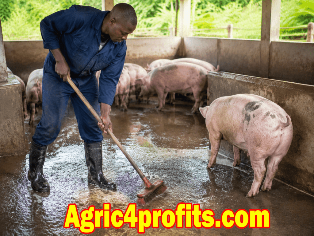 How to Setup Your New Pig Farm- Beginners Guide - Agric4Profits