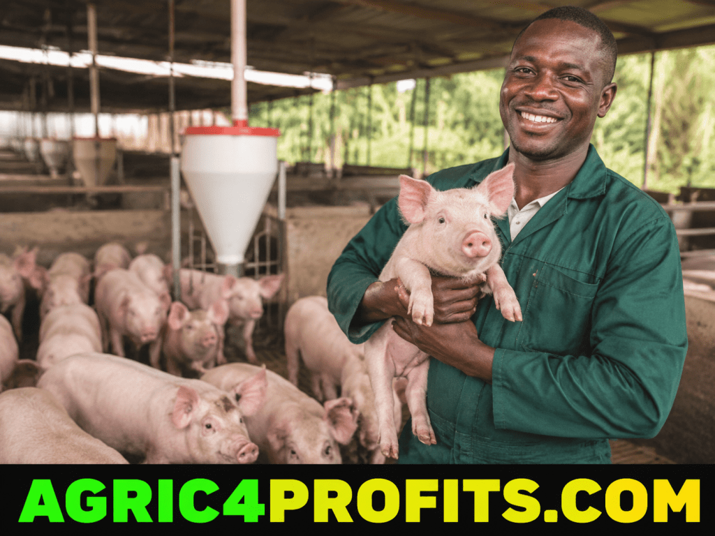 Business Opportunities in Pig Farming Around the World