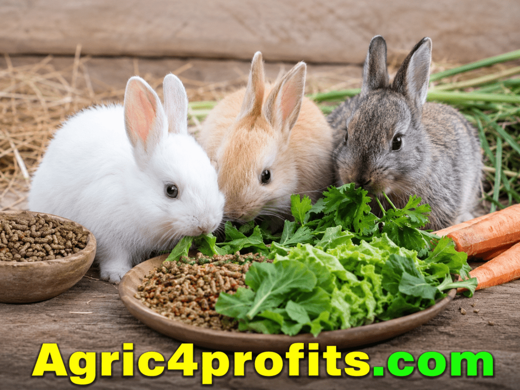 Le repas Recommandé de Modèle pour Lapin Kits