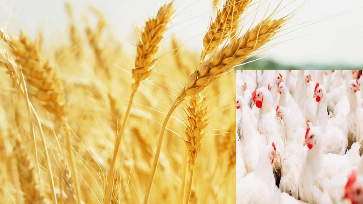 Agric4Profits Homepage Banner 1