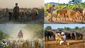 Concepts of Adaptation and Acclimatization of Animal Production
