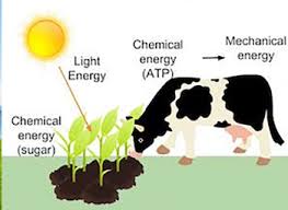 Concepts of Adaptation and Acclimatization of Animal Production