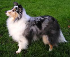 Shetland Sheepdog: Description and Complete Care Guide