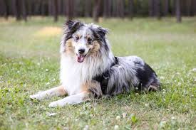 Shetland Sheepdog: Description and Complete Care Guide