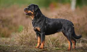 Rottweiler Dogs: Description and Complete Grooming Care Guide