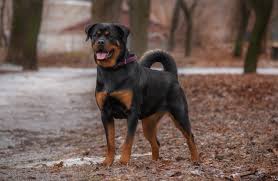Rottweiler Dogs: Description and Complete Grooming Care Guide