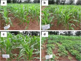 The Different Cropping Systems in Africa